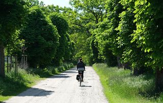 balade à velo en forêt